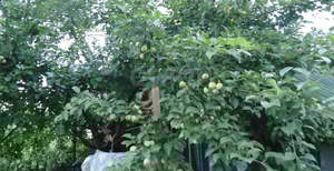 Дача 30м², 2-этажный, участок 4 сот.