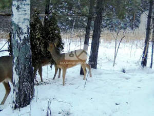 Дом 36м², 1-этажный, участок 3 сот.