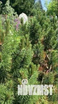 Дом 30м², 1-этажный, участок 7 сот.