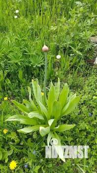 Дом 30м², 1-этажный, участок 9 сот.