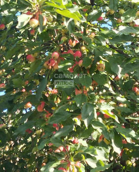 Дом 60м², 2-этажный, участок 4 сот.