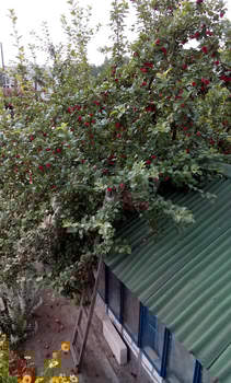 Дача 30м², 2-этажный, участок 4 сот.