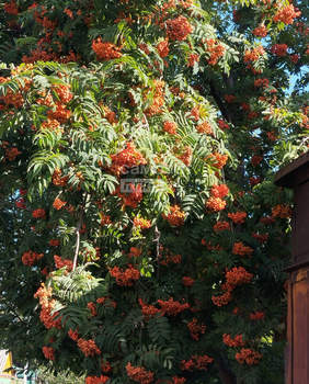 Дом 60м², 2-этажный, участок 4 сот.