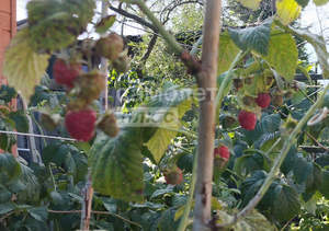 Дом 60м², 2-этажный, участок 4 сот.