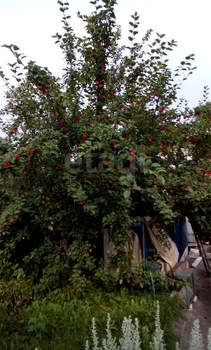 Дача 30м², 2-этажный, участок 4 сот.