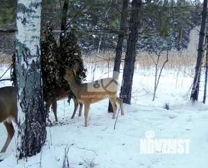 Дом 36м², 1-этажный, участок 3 сот.