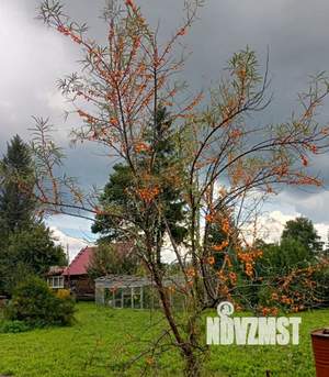 Дом 50м², 2-этажный, участок 6 сот.