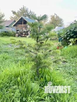 Дом 41м², 1-этажный, участок 7 сот.