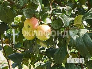 Дом 68м², 1-этажный, участок 11 сот.