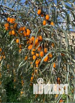 Дом 30м², 1-этажный, участок 7 сот.