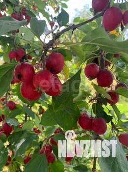 Дом 30м², 1-этажный, участок 7 сот.