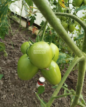 Дом 60м², 2-этажный, участок 4 сот.