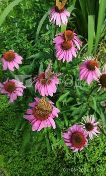 Дом 54м², 2-этажный, участок 6 сот.