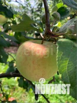 Дом 30м², 1-этажный, участок 7 сот.