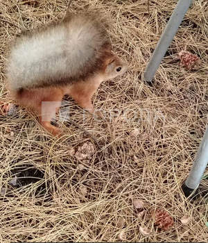 Дом 45м&sup2;, 2-этажный, участок 6 сот.  