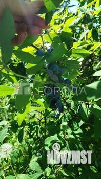 Дом 43м&sup2;, 1-этажный, участок 7 сот.  