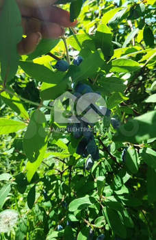 Дом 43м&sup2;, 1-этажный, участок 7 сот.  