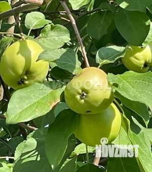 Дом 24м&sup2;, 1-этажный, участок 7 сот.  