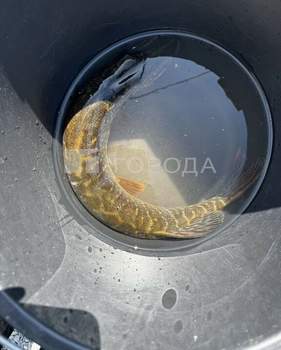 Дом 48м&sup2;, 2-этажный, участок 4 сот.  