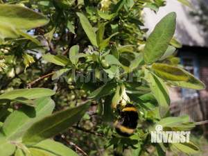 Дом 40м&sup2;, 2-этажный, участок 4 сот.  