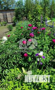 Дом 43м&sup2;, 1-этажный, участок 7 сот.  