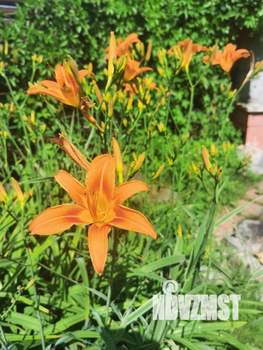 Дом 81м², 2-этажный, участок 7 сот.  