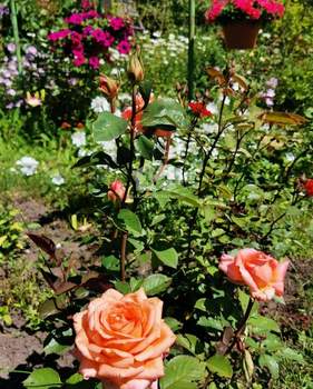 Дом 60м², 1-этажный, участок 17 сот.  