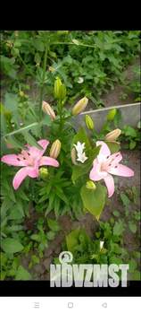 Дом 42м&sup2;, 2-этажный, участок 4 сот.  