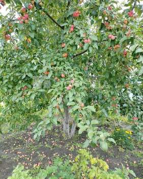 Дом 25м&sup2;, 2-этажный, участок 7 сот.  