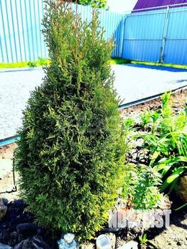 Дом 15м&sup2;, 1-этажный, участок 3 сот.  