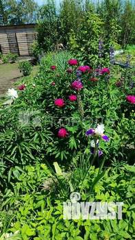 Дом 43м&sup2;, 1-этажный, участок 7 сот.  