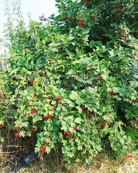 Дом 20м&sup2;, 2-этажный, участок 5 сот.  