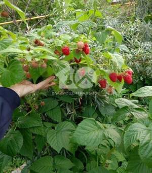 Дом 116м&sup2;, 2-этажный, участок 9 сот.  