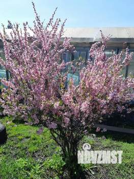 Дом 50м&sup2;, 2-этажный, участок 6 сот.  