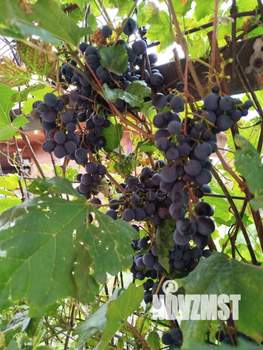 Дом 94м², 1-этажный, участок 6 сот.  