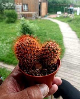 Дом 41м&sup2;, 2-этажный, участок 7 сот.  