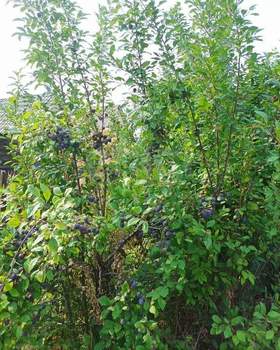 Дом 20м&sup2;, 2-этажный, участок 5 сот.  