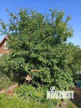 Дом 46м&sup2;, 2-этажный, участок 4 сот.  