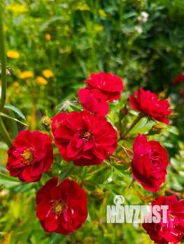 Дом 32м&sup2;, 2-этажный, участок 7 сот.  