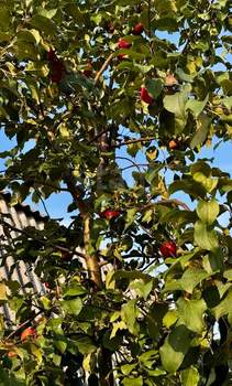 Дом 50м&sup2;, 2-этажный, участок 5 сот.  