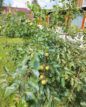 Дом 124м&sup2;, 1-этажный, участок 11 сот.  