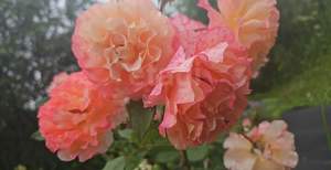 Дом 48м&sup2;, 2-этажный, участок 10 сот.  