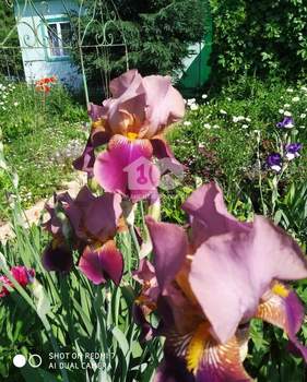 Дом 60м², 1-этажный, участок 17 сот.  