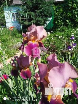 Дом 60м², 1-этажный, участок 19 сот.  