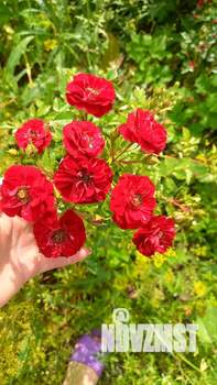 Дом 32м&sup2;, 2-этажный, участок 7 сот.  